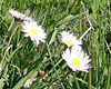 Futterpflanze Gänseblümchen gänseblümchen
