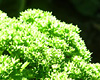 Futterpflanze Petersilie Petersilie