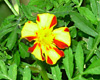 Futterpflanze Tagetes Tagetes