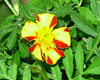 Tagetes