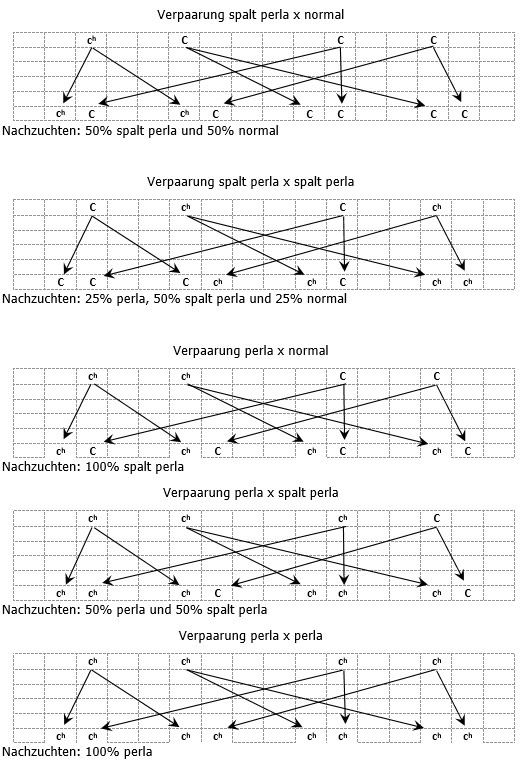 Vererbungsdiagramme