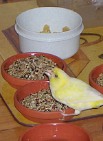 Zubereitung Körnerfutter Zubereitung Körnerfutter