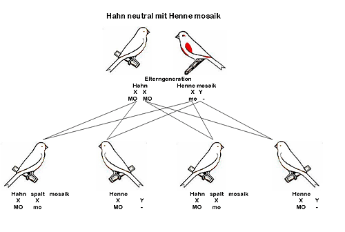 Grafik geschlechtsgebundene Vererbung