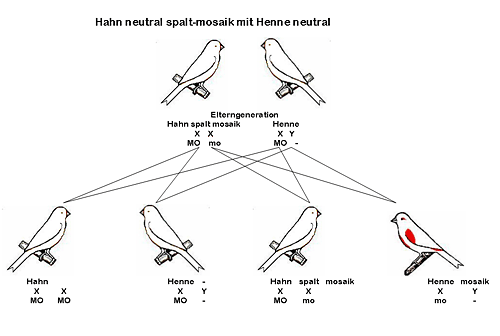 Grafik geschlechtsgebundene Vererbung