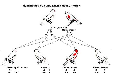 Grafik geschlechtsgebundene Vererbung