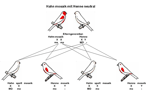 Grafik geschlechtsgebundene Vererbung