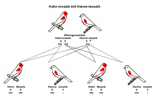 Grafik geschlechtsgebundene Vererbung